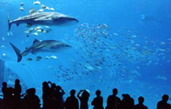 沖縄美ら海水族館